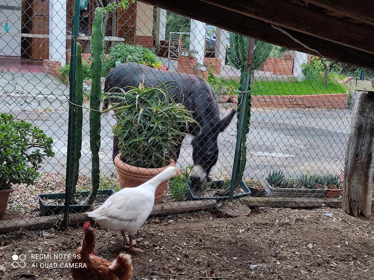 La Gallina Nel Castello Citr Oo9002-Beb Oo11 Albenga Extérieur photo